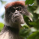 Illustration for article titled Why are chimps hunting red colubus monkeys to death?